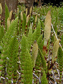 Giant horsetail